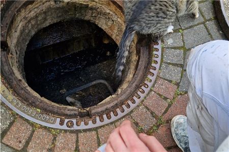 Die Katze sprang letztlich wohlbehalten aus der Kanalisation.Foto: Hanne Tammen