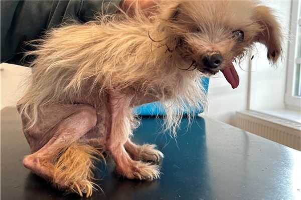 So wurde der entlaufende Hund in Tidofeld gefunden – Die Besitzerin hat die Erkrankungen des Tieres anscheinend als normale Alterserscheinung gesehen. Foto: privat