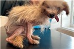 So wurde der entlaufende Hund in Tidofeld gefunden – Die Besitzerin hat die Erkrankungen des Tieres anscheinend als normale Alterserscheinung gesehen. Foto: privat